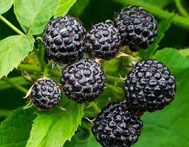 Малина Брістолькупити