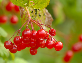 Калина звичайна Viburnum opulusкупити
