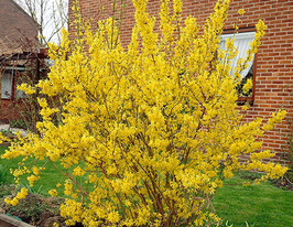 Форзиція Лінвуд (Forsythia Lynwood)купити