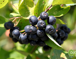 Аронія чорноплідна Aronia melanocarpaкупити