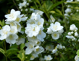 Жасмін Лемуана (Philadelphus Lemoinei)купити