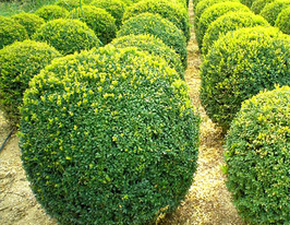 Самшит вечнозеленый (Buxus sempervirens) купить