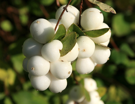 Сніжноягідник білий (Symphoricarpos albus)купити