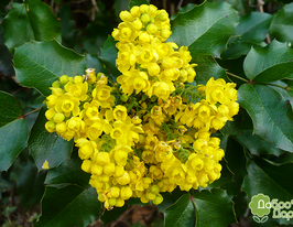 Магонія падуболистна Mahōnia aquifōliumкупити