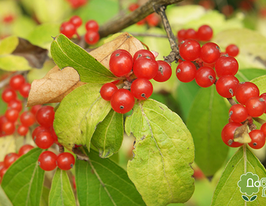 Жимолость лісова (Lonicera xylosteum)купити