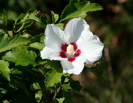 Гібіскус сирійський білий Hibiscus syriacusкупити