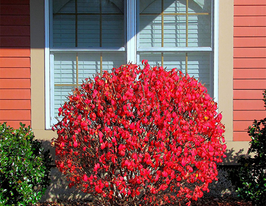 Бруслина європейська Euonymus europaeusкупити