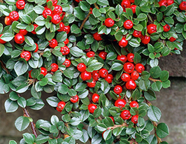 Кизильник пухирчастий Cotoneaster bullatusкупити