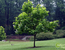 Катальпа бігнонієвидна Catalpa bignonioidesкупити