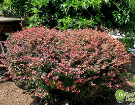 Барбарис звичайний (Berberis vulgaris)купити