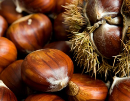 Каштан благородный (Castánea satíva) купить