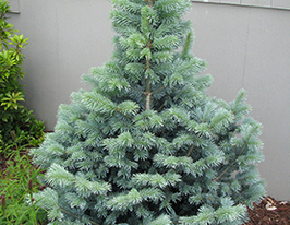 Ялиця однокольорова (Abies concolor)купити