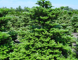 Ялиця корейська Abies koreanaкупити