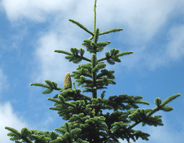Ялиця благородна (Ábies procera)купити