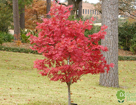 Клен японский Ácer japónicum купить