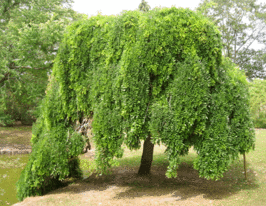 Софора японська (Sophora japonica)купити