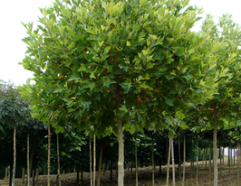 Платан кленолистий (Platanus acerifolia)купити