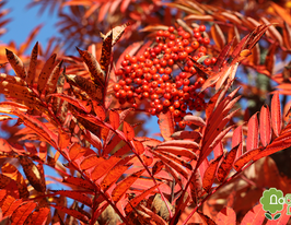 Горобина звичайна (Sorbus aucuparia)купити