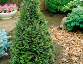 Туя западная Thuja occidentalis купить