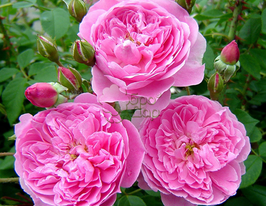 Merlin (Мерлін)купити