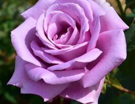 Троянда плетиста Блю Мун (Climbing Blue Moon)купити