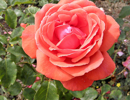 Роза чайно-гибридная Монтезума (Montezuma) купить