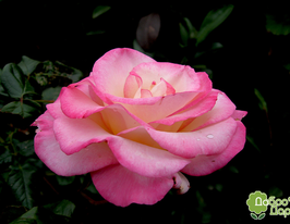 Троянда плетиста Хендель (Hendel)купити