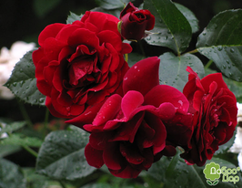 Троянда плетиста Мусімара (Musimara)купити