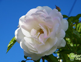 Iceberg (Айсберг)купити