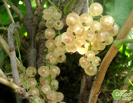 Смородина Сніжанакупити