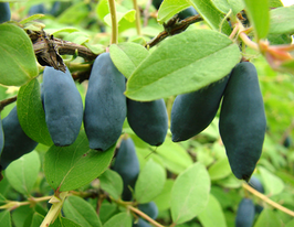 Жимолость Богучарськакупити