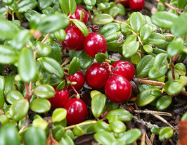 Клюква морозостойкая Ховес (Howes) купить