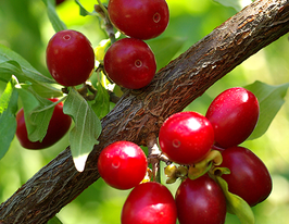 Кизил звичайний Córnus masкупити