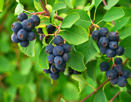 Ирга колосистая Amelanchier spicata купить