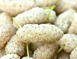 Шелковица белая (Morus alba) купить