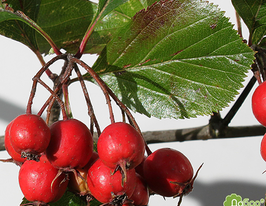 Глід шарлаховий Crataegus coccineaкупити