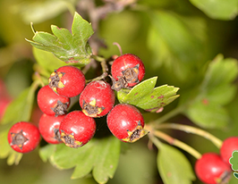 Глід звичайний Crataegus laevigataкупити