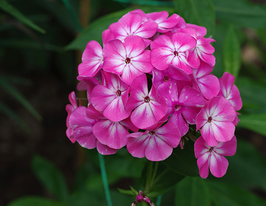 Anastasia (Анастасія)купити