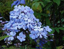 Blue Evening (Блю Івнінг)купити