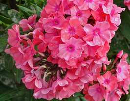 Larissa (Лариса)купити