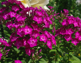 Tatjana (Татьяна)купити