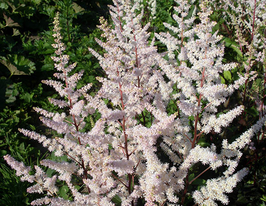 Астильба Бронзлауб (Bronzlaub) купить