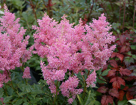 Darwins Dream (Давинс Дрим) купить