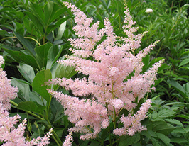 Астильба Элизабет Блум (Elisabeth Bloom) купить