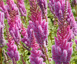 Purpurkerze (Пурпуркерце) купить