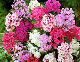 Флокс смесь купить