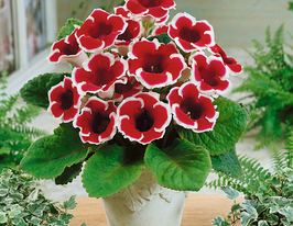 Глоксинія Кайзер Фрідріх (Kaiser Friedrich)купити