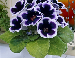 Глоксинія Кайзер Вільгельм (Kaiser Wilhelm)купити