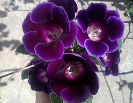 Prince Albert (Принц Альберт) купить