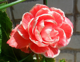 Бегония Камелия (Camelia) купить